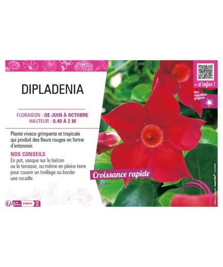 DIPLADENIA (rouge)
