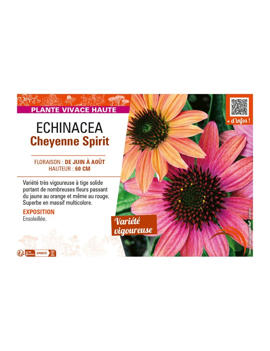 ECHINACEA CHEYENNE SPIRIT