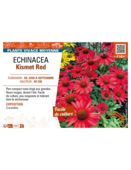ECHINACEA KISMET RED