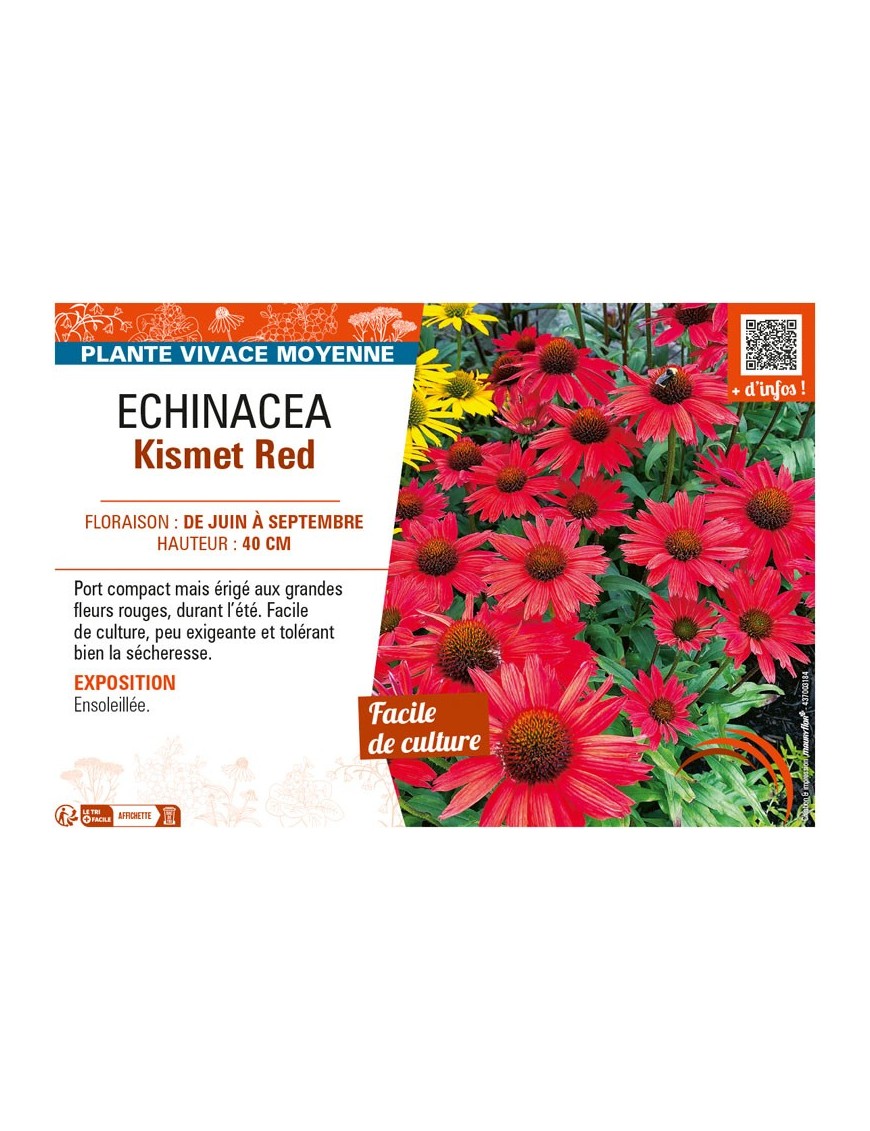 ECHINACEA KISMET RED