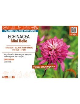 ECHINACEA MINI BELLE