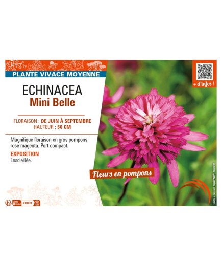 ECHINACEA MINI BELLE