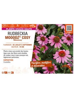 ECHINACEA MOOODZ® COSY Hilmoocosy voir RUDBECKIA