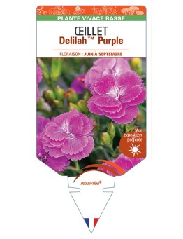DIANTHUS plumarius Delilah Purple voir Œillet
