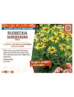 ECHINACEA SUNSEEKERS Yellow voir RUDBECKIA