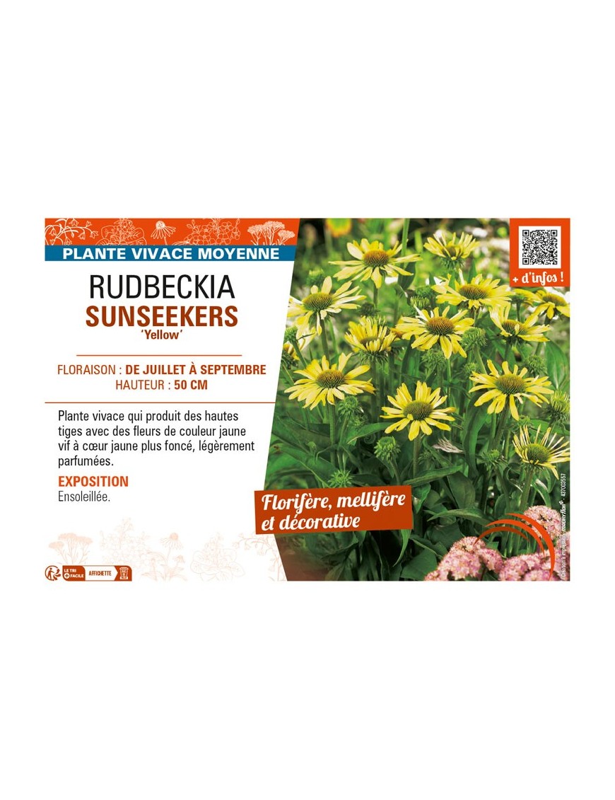 ECHINACEA SUNSEEKERS Yellow voir RUDBECKIA
