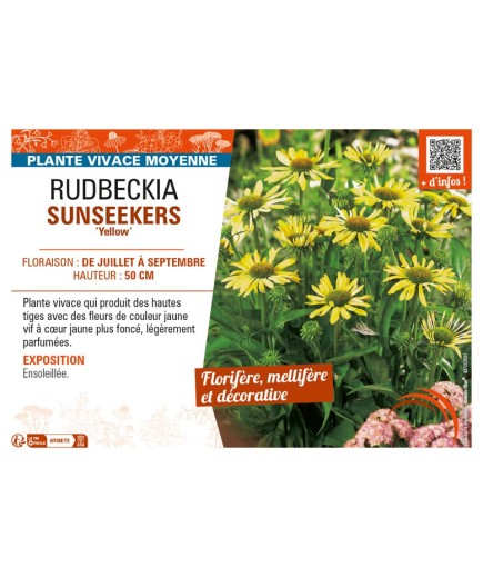 ECHINACEA SUNSEEKERS Yellow voir RUDBECKIA