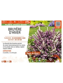 ERICA DARLEYENSIS voir (varié) BRUYÈRE D'HIVER