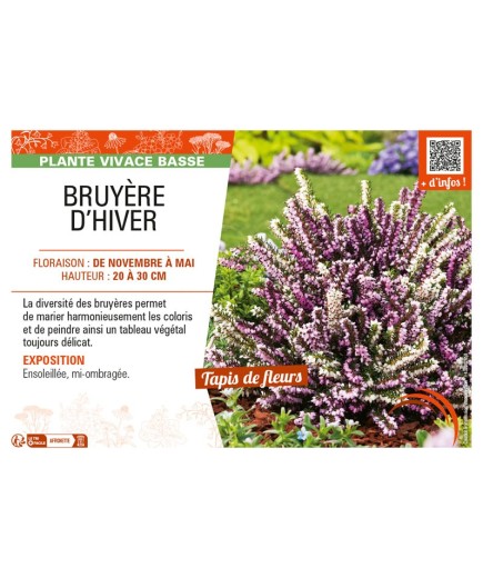 ERICA DARLEYENSIS voir (varié) BRUYÈRE D'HIVER