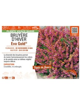 ERICA DARLEYENSIS voir BRUYÈRE D'HIVER EVA GOLD®