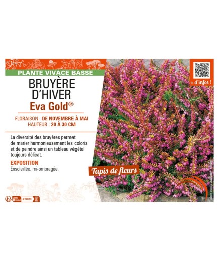 ERICA DARLEYENSIS voir BRUYÈRE D'HIVER EVA GOLD®