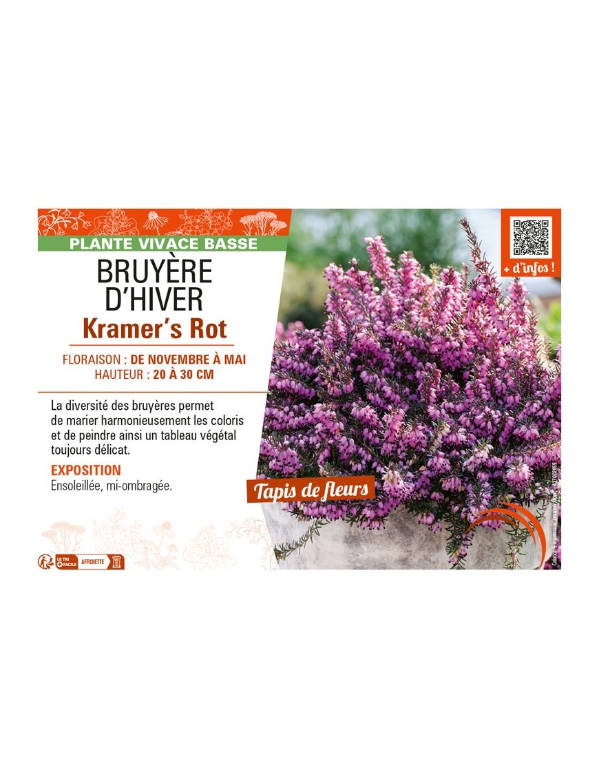 ERICA DARLEYENSIS voir BRUYÈRE D'HIVER KRAMER'S ROT
