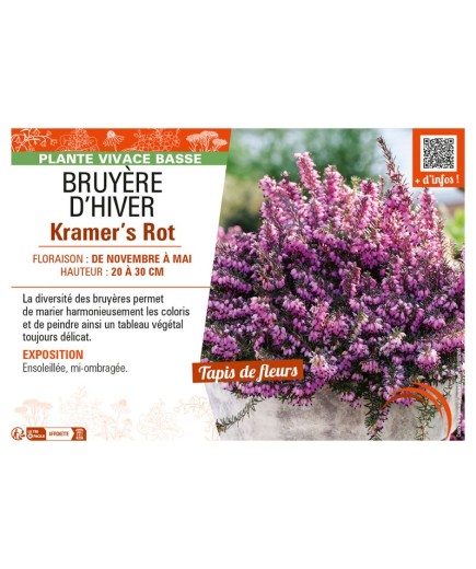ERICA DARLEYENSIS voir BRUYÈRE D'HIVER KRAMER'S ROT