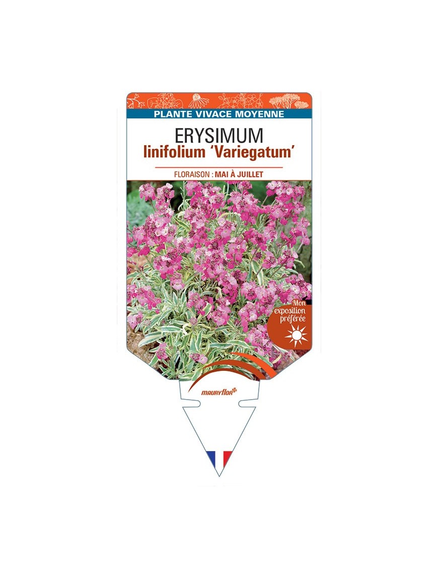 ERYSIMUM linifolium 'Variegatum' *