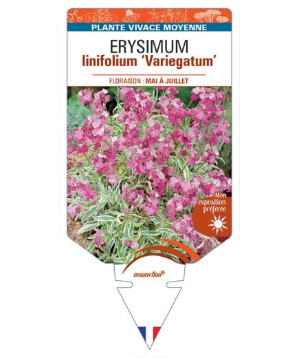 ERYSIMUM linifolium 'Variegatum' *