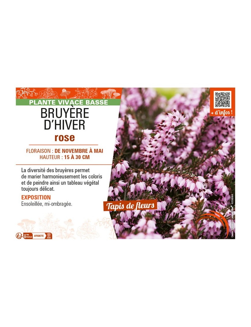 ERICA DARLEYENSIS voir BRUYÈRE D'HIVER ROSE