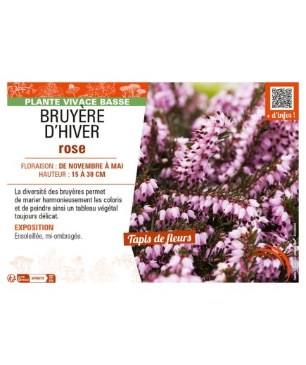 ERICA DARLEYENSIS voir BRUYÈRE D'HIVER ROSE