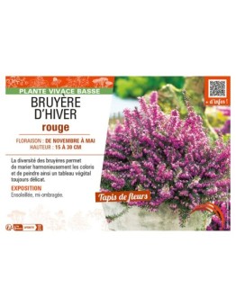 ERICA DARLEYENSIS voir BRUYÈRE D'HIVER ROUGE
