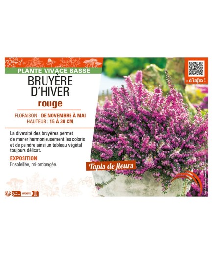 ERICA DARLEYENSIS voir BRUYÈRE D'HIVER ROUGE