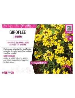ERYSIMUM ALLIONII voir GIROFLÉE JAUNE