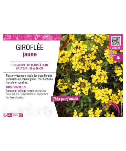 ERYSIMUM ALLIONII voir GIROFLÉE JAUNE
