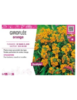 ERYSIMUM ALLIONII voir GIROFLÉE ORANGE