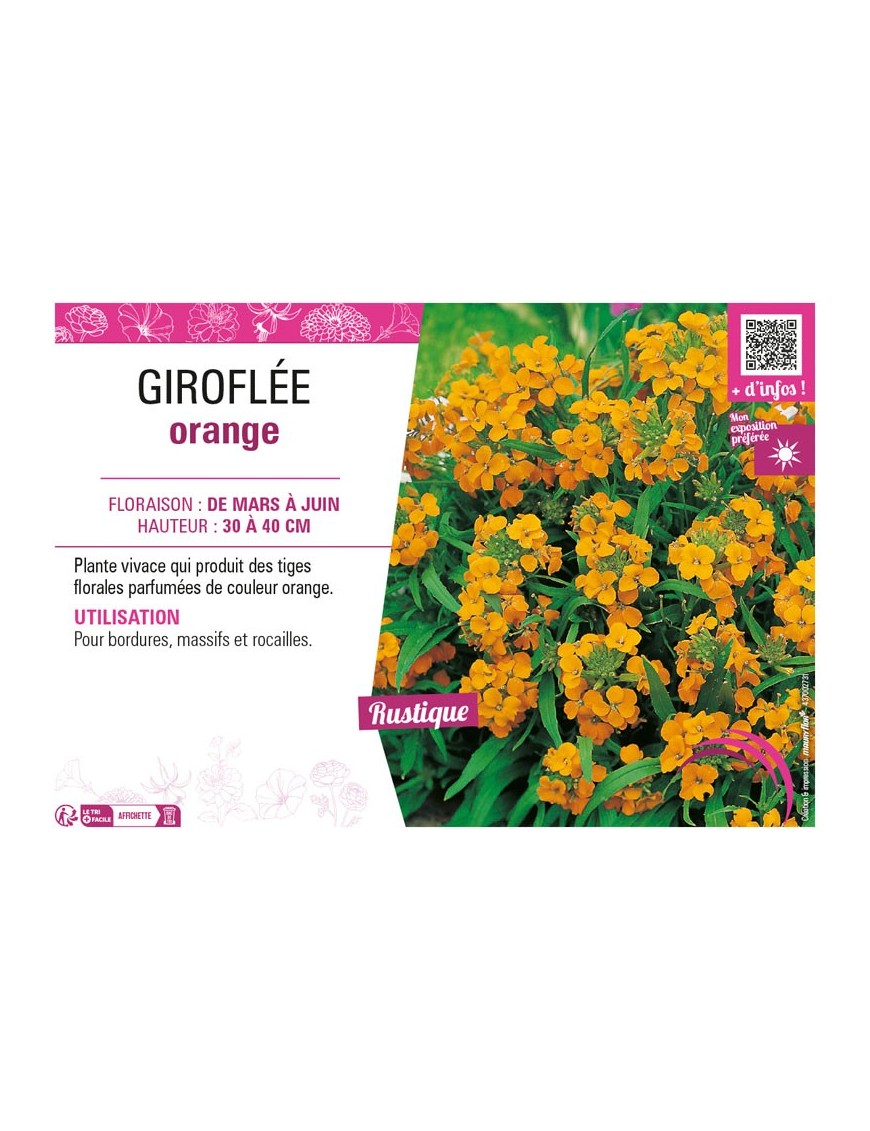 ERYSIMUM ALLIONII voir GIROFLÉE ORANGE