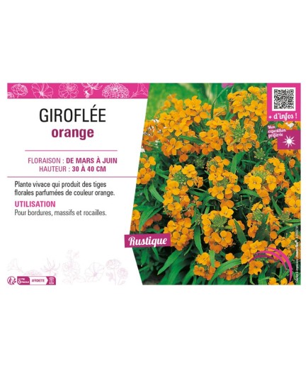 ERYSIMUM ALLIONII voir GIROFLÉE ORANGE