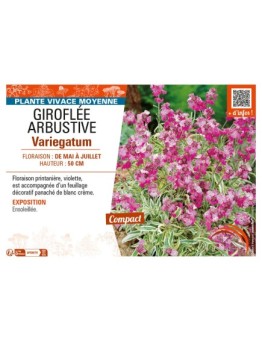 ERYSIMUM ARBUSTIVE VARIEGATUM voir GIROFLÉE