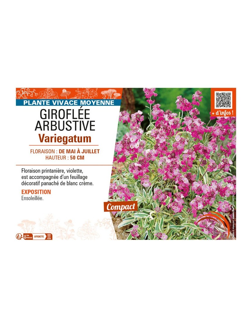 ERYSIMUM ARBUSTIVE VARIEGATUM voir GIROFLÉE