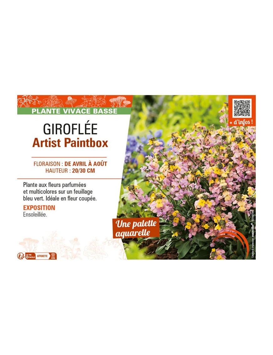 ERYSIMUM ARTIST PAINTBOX voir GIROFLÉE