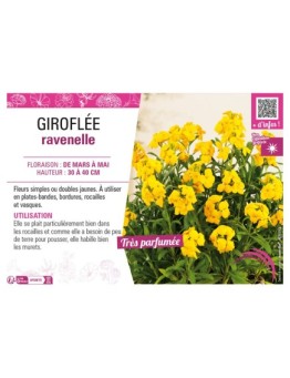 ERYSIMUM cheirii voir GIROFLÉE ravenelle (jaune)