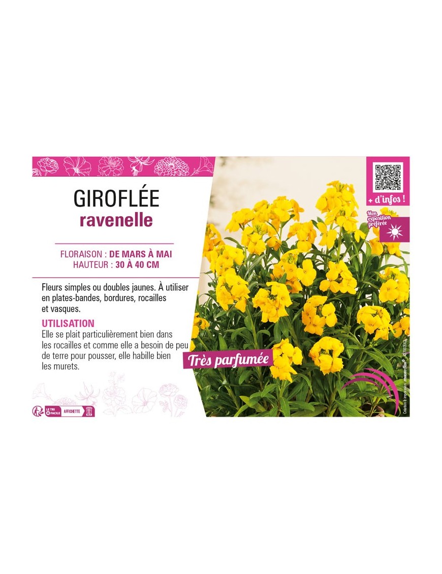 ERYSIMUM cheirii voir GIROFLÉE ravenelle (jaune)