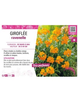 ERYSIMUM cheirii voir GIROFLÉE ravenelle (orange)
