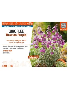 ERYSIMUM linifolium Bowles Purple voir GIROFLÉE