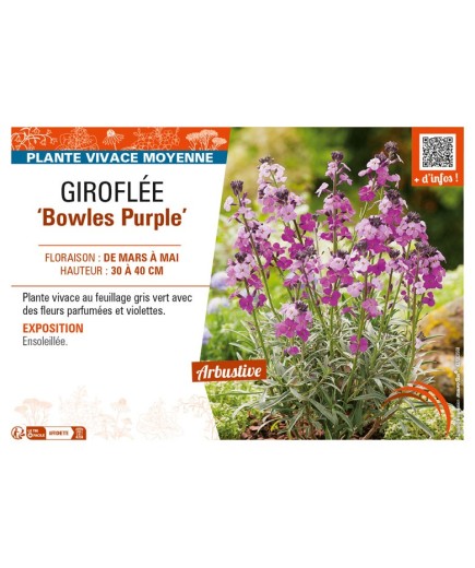 ERYSIMUM linifolium Bowles Purple voir GIROFLÉE