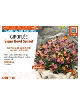 ERYSIMUM linifolium Super Bowl Sunset voir GIROFLÉE