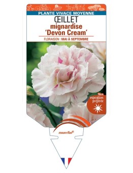 DIANTHUS plumarius Devon Cream voir Œillet mignardise