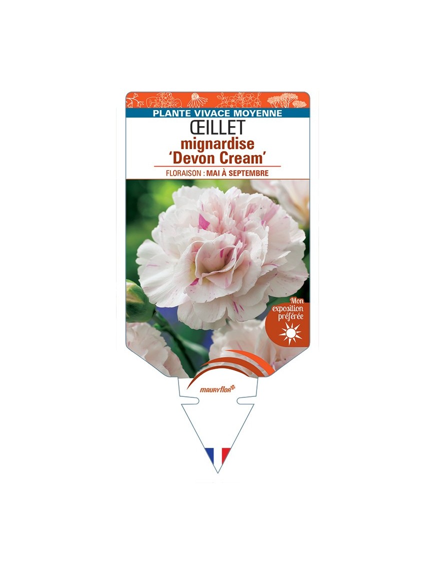 DIANTHUS plumarius Devon Cream voir Œillet mignardise