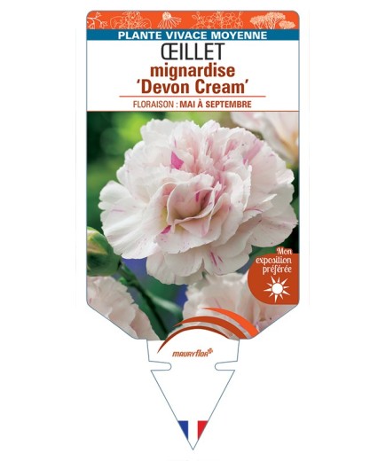 DIANTHUS plumarius Devon Cream voir Œillet mignardise