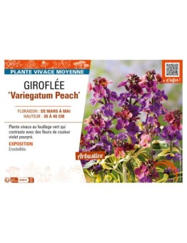 ERYSIMUM linifolium Variegatum Peach voir GIROFLÉE