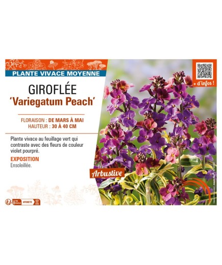 ERYSIMUM linifolium Variegatum Peach voir GIROFLÉE