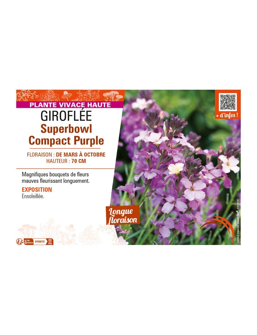 ERYSIMUM SUPERBOWL COMPACT PURPLE voir GIROFLÉE
