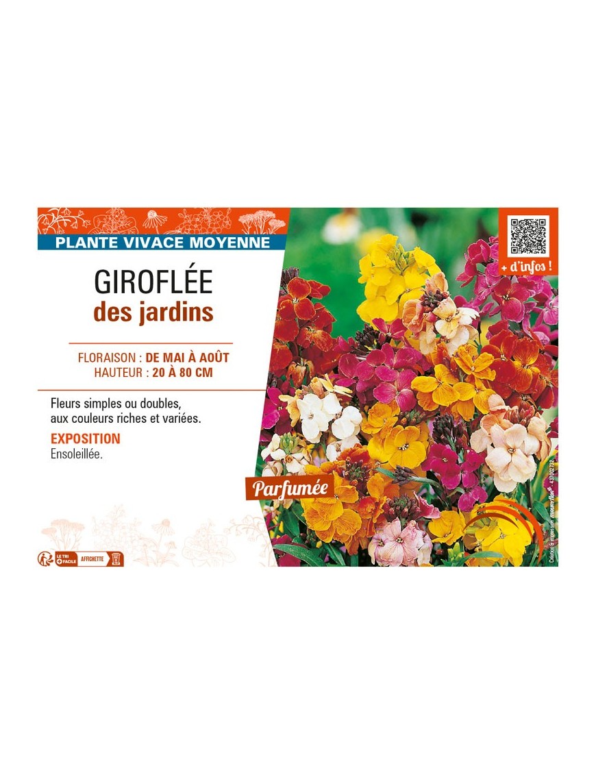 ERYSIMUM voir GIROFLÉE DES JARDINS