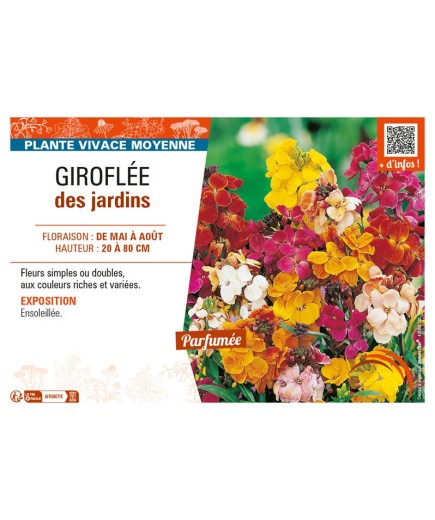 ERYSIMUM voir GIROFLÉE DES JARDINS