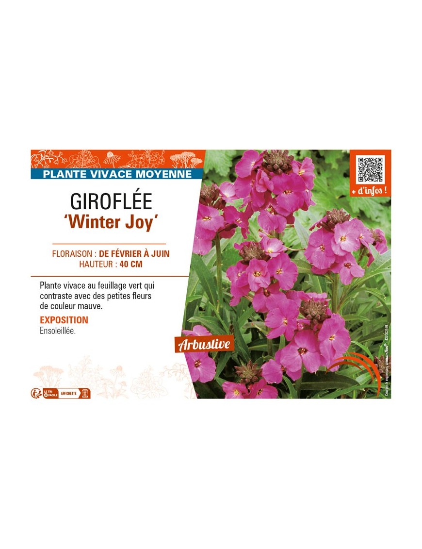 ERYSIMUM Winter Joy voir GIROFLÉE