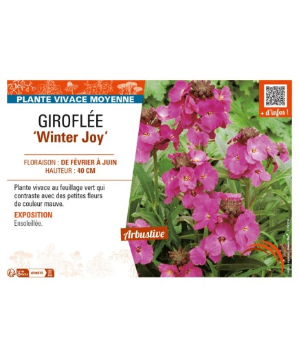 ERYSIMUM Winter Joy voir GIROFLÉE