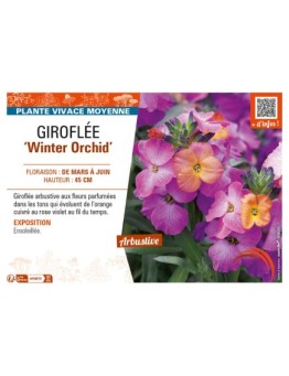 ERYSIMUM Winter Orchid voir GIROFLÉE