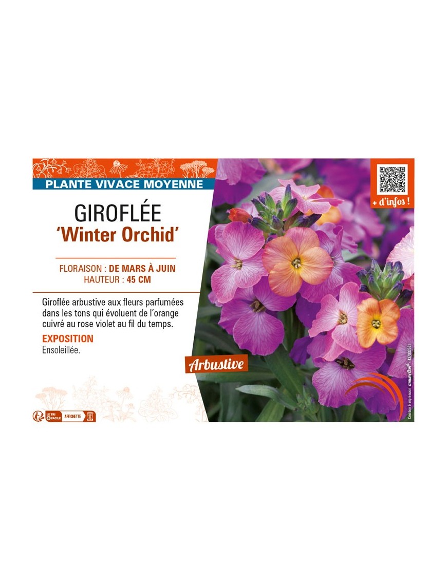 ERYSIMUM Winter Orchid voir GIROFLÉE