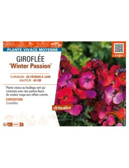 ERYSIMUM Winter Passion voir GIROFLÉE